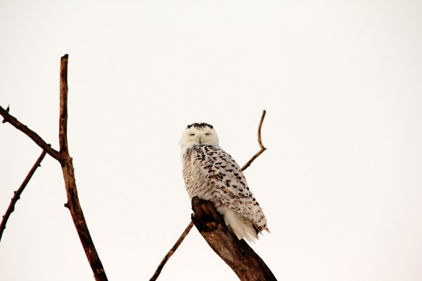 Snoozing Snowy Owl by Deb Oppermann